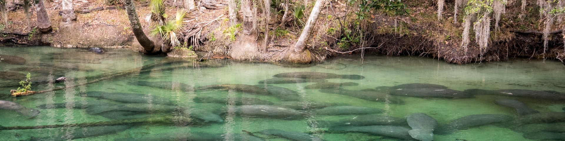 A clear river with visible aquatic plants and trees along the banks.
