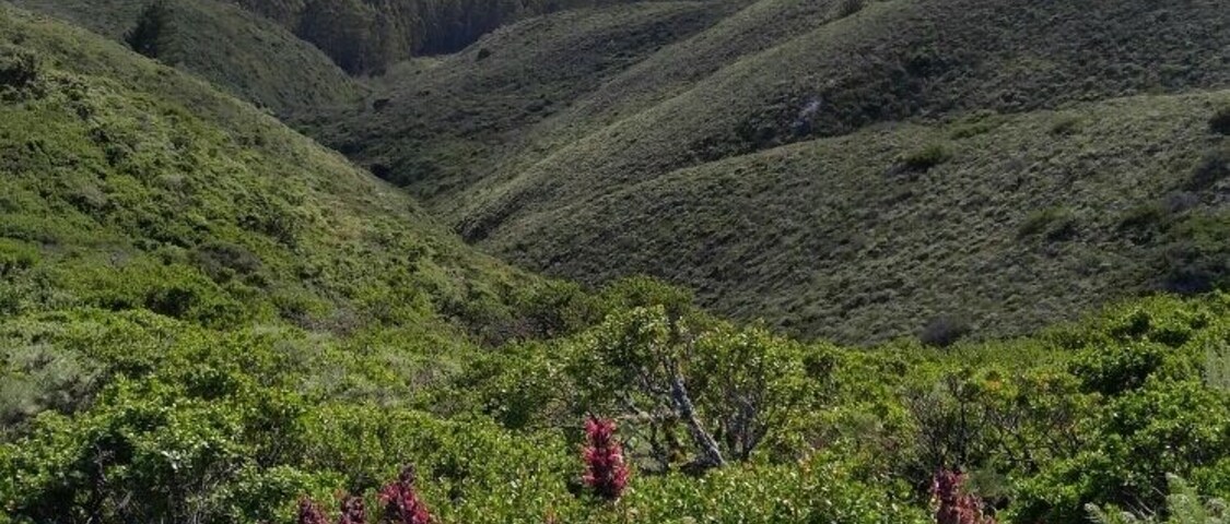 At San Bruno Mountain you can enjoy 360 views of the San Francisco Bay Area. There are several trails which hikers, bicyclists and equestrian share!