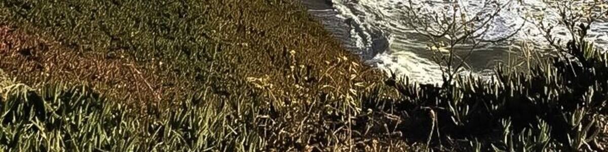 #adventure
Mussel Rock Park is known for its rocky coastline, this park boasts sandy beaches, scenic ocean vistas & hiking trails. It’s kid friendly and wheelchair accessible too.