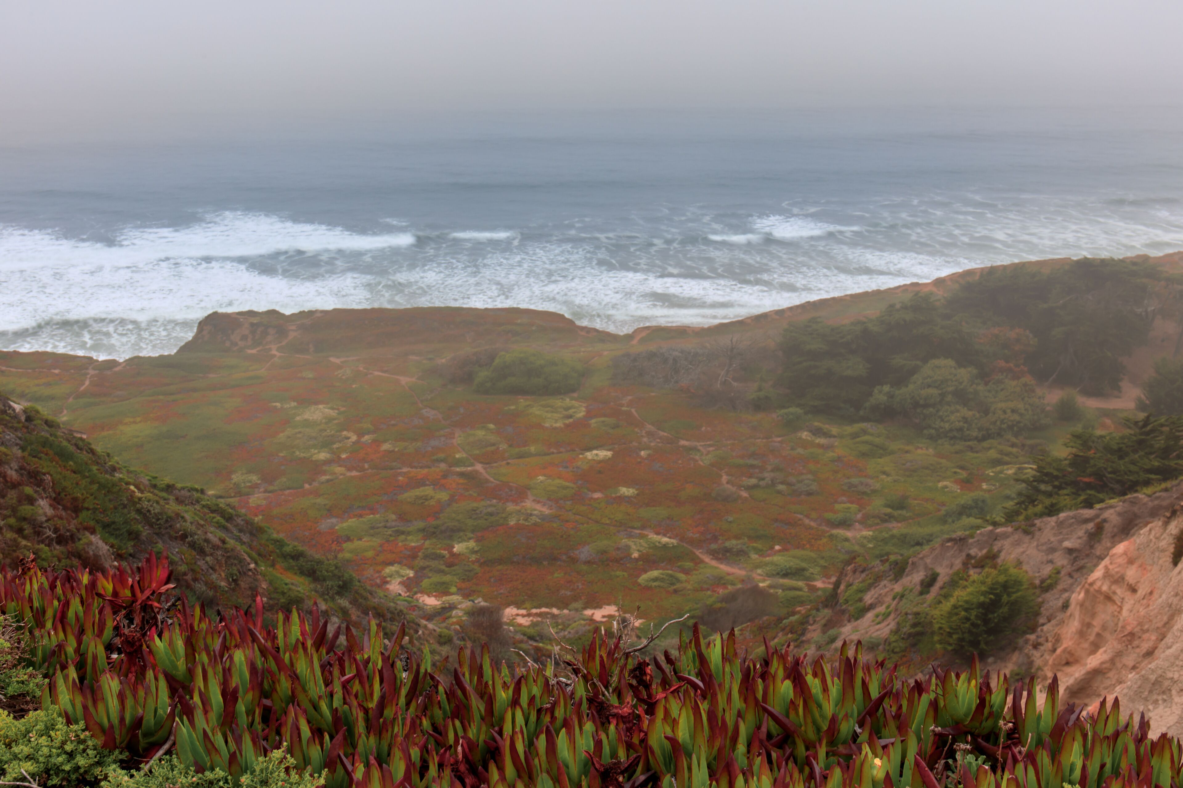 Ice Plant Dunes and the Pacific Ocean in Fog. Thornton State Beach, Daly City, San Mateo County, California, USA.