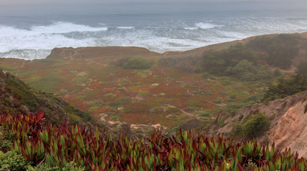Ice Plant Dunes and the Pacific Ocean in Fog. Thornton State Beach, Daly City, San Mateo County, California, USA.
