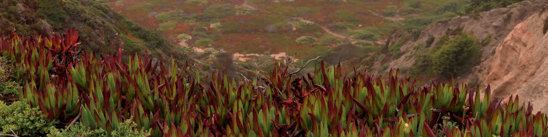 Ice Plant Dunes and the Pacific Ocean in Fog. Thornton State Beach, Daly City, San Mateo County, California, USA.
