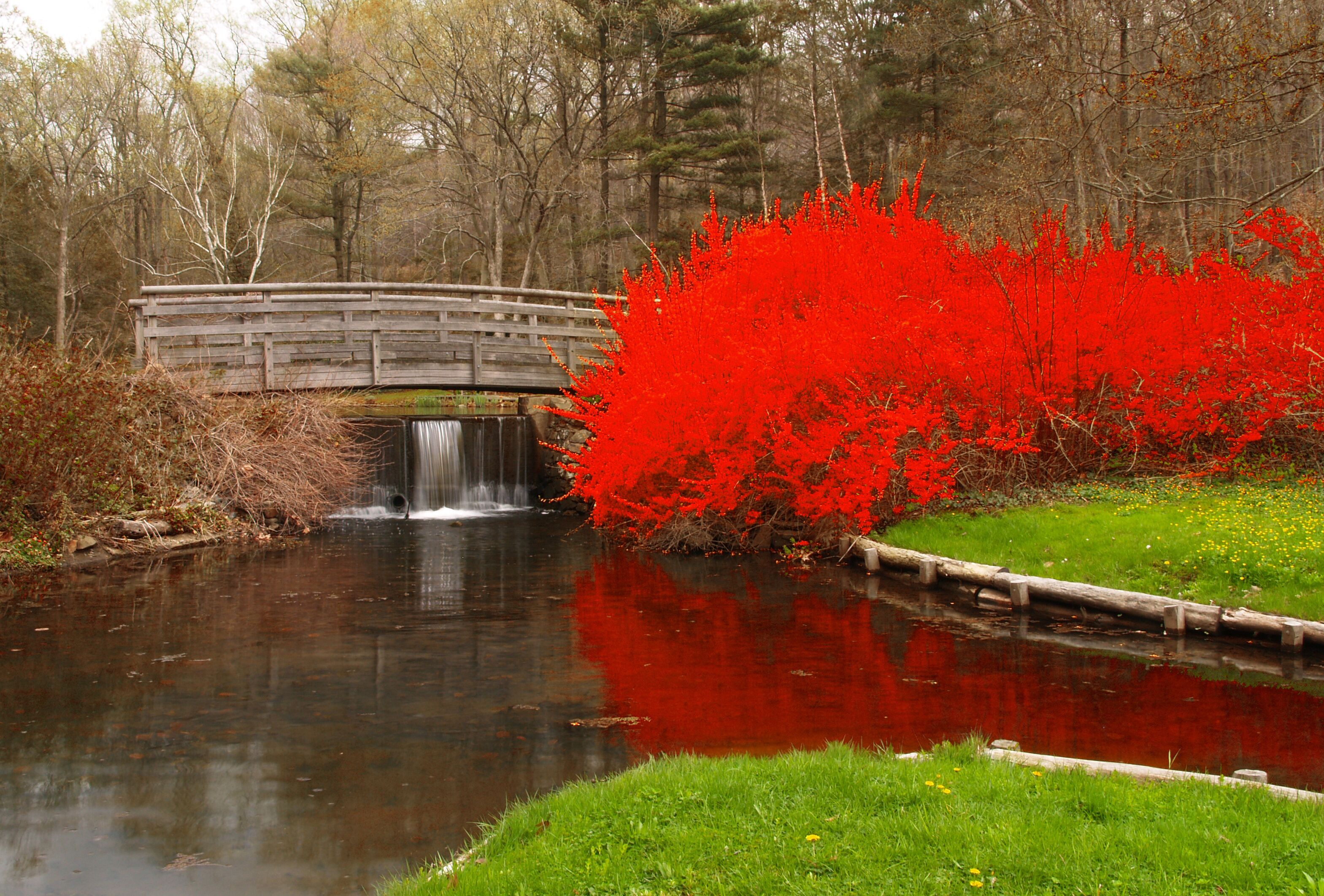 a landscaping scenery at botanic garden