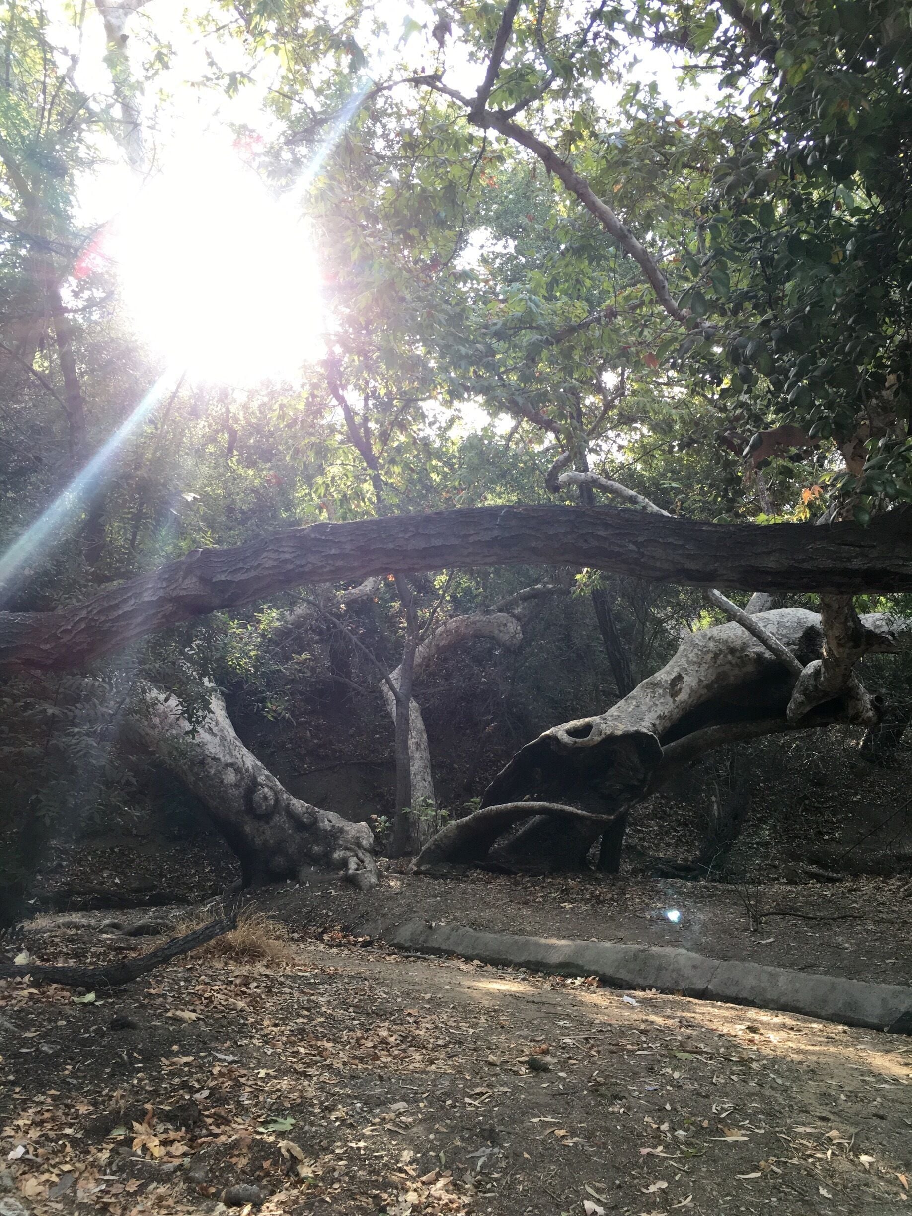 Beginning of the trail, it's nice & shady.