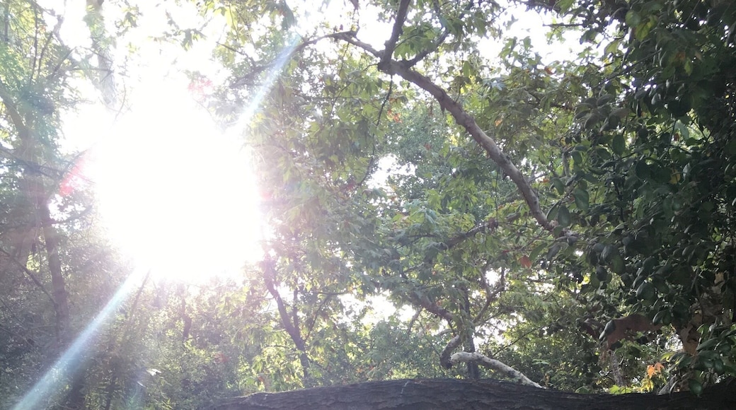 Beginning of the trail, it's nice & shady.