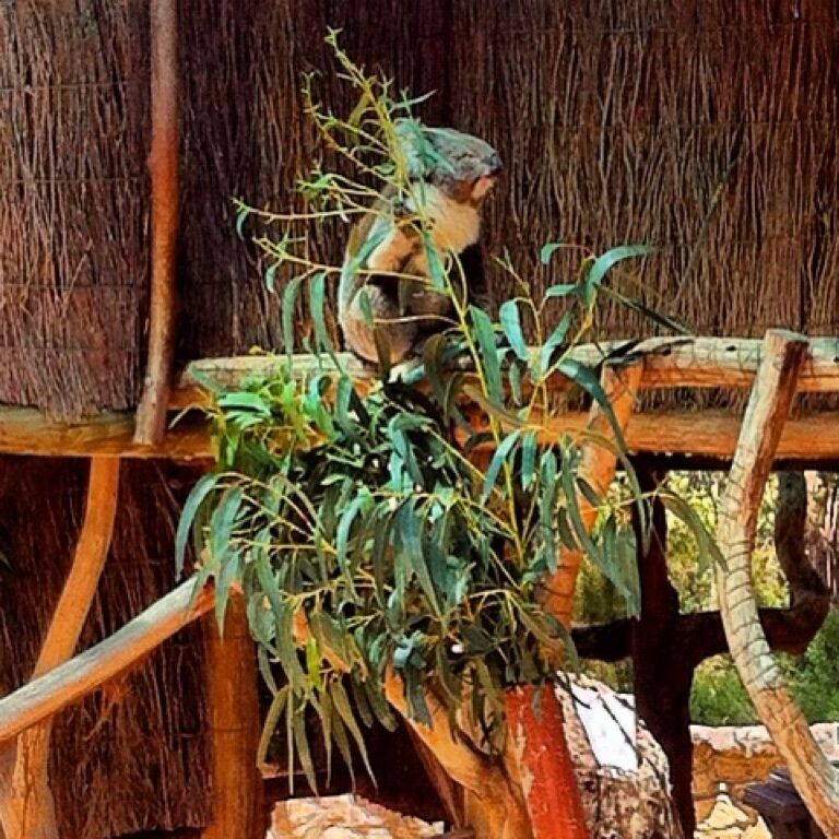 #koala #cleland #adelaide
