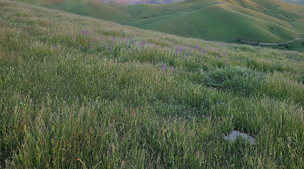 Lupine flowers bloom in the East Bay hills at sunset near Dublin, California