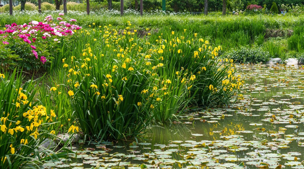 A pond landscape with yellow irises in bloom in spring (Changpowon, Geochang-gun, Gyeongsangnam-do, South Korea)