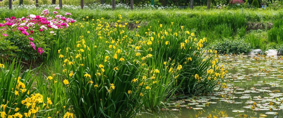 A pond landscape with yellow irises in bloom in spring (Changpowon, Geochang-gun, Gyeongsangnam-do, South Korea)