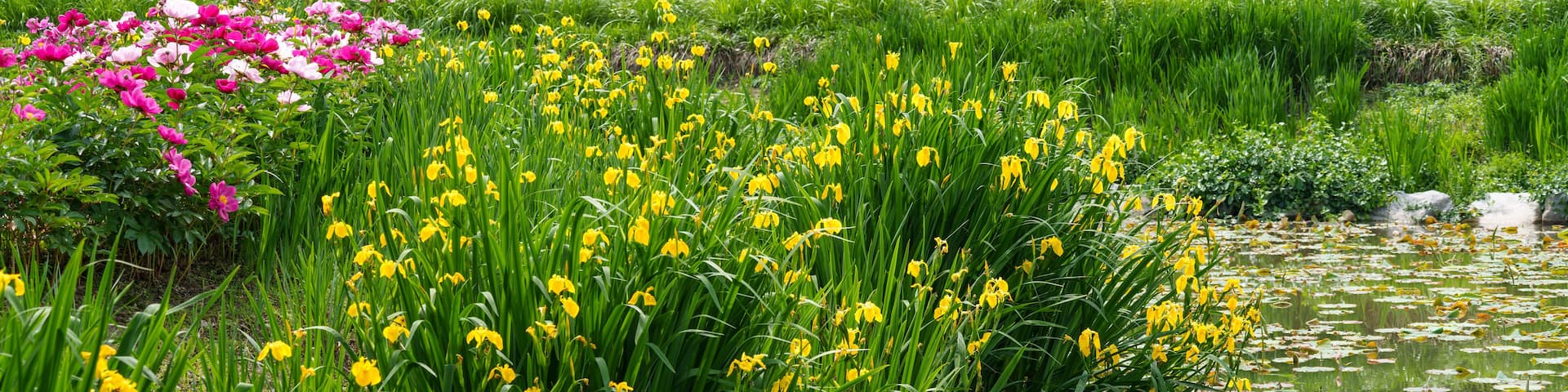A pond landscape with yellow irises in bloom in spring (Changpowon, Geochang-gun, Gyeongsangnam-do, South Korea)