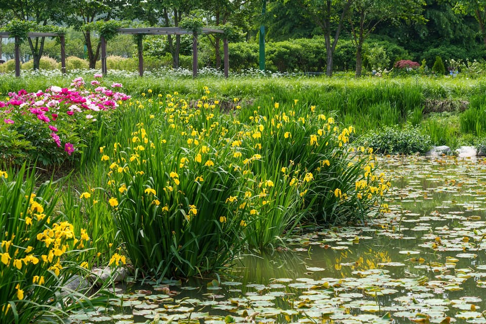 Un étang bordé d’herbe verte et d’arbres, et où flottent des fleurs jaunes et roses.