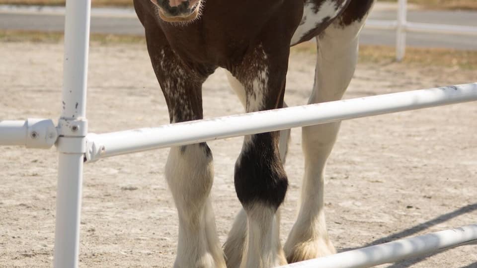A horse with a white blaze and black mane standing in a white metal fence.