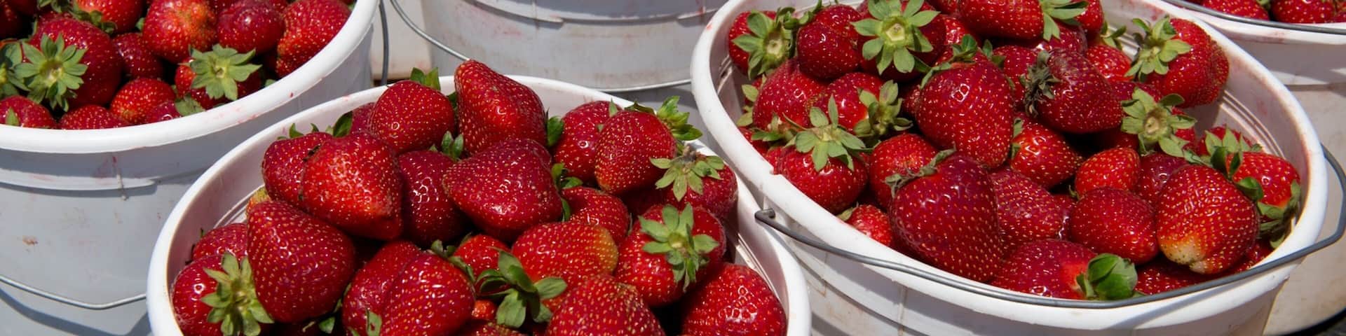 Cabot mit einem Speisen