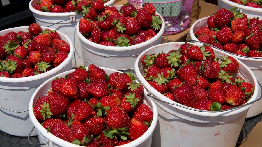 Cabot featuring food