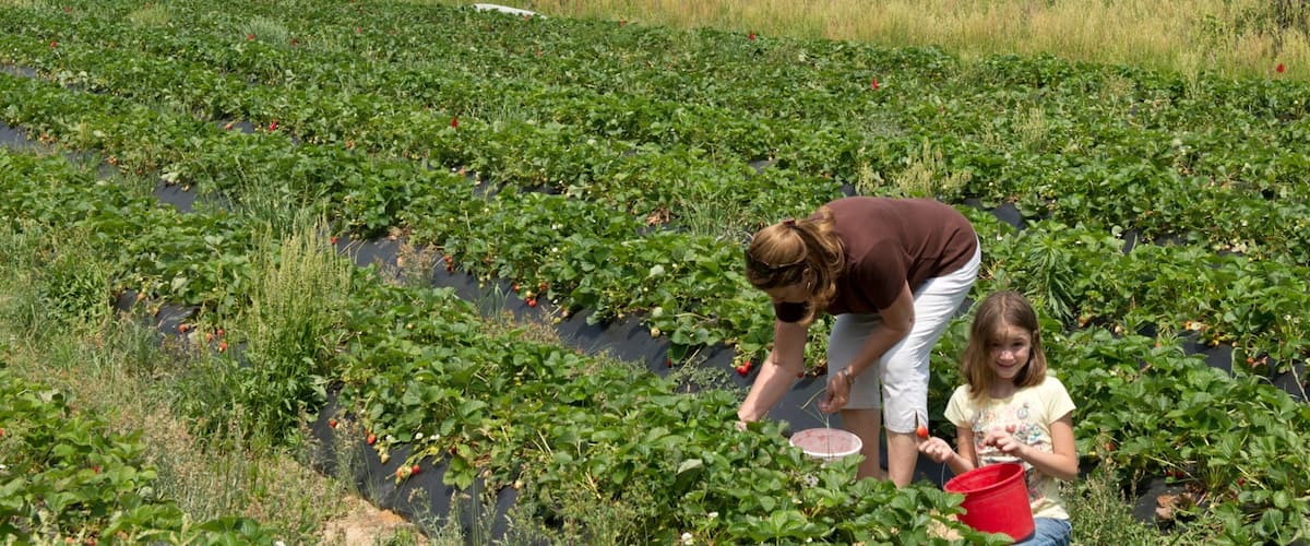 A strawberry field with rows of plants and a woman and child harvesting strawberries.