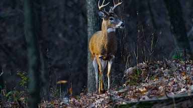 A very healthy 8-point buck is in the woods in Hershey PA this beautiful Autumn Morning. Buck is on the trail of 2 Does that passed through just minutes earlier.
