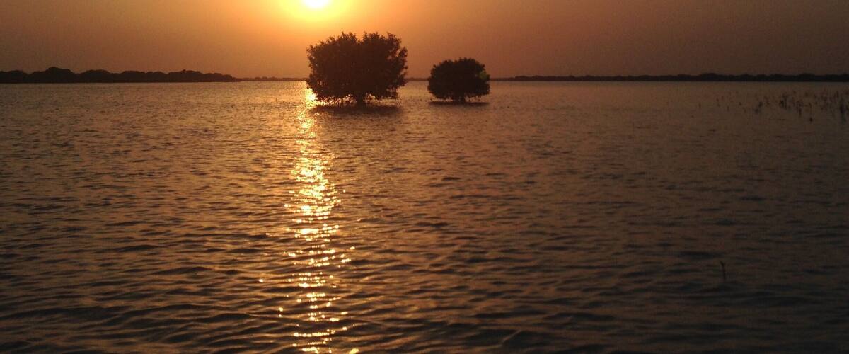 A sunset over a calm body of water with two trees silhouetted against the sky.