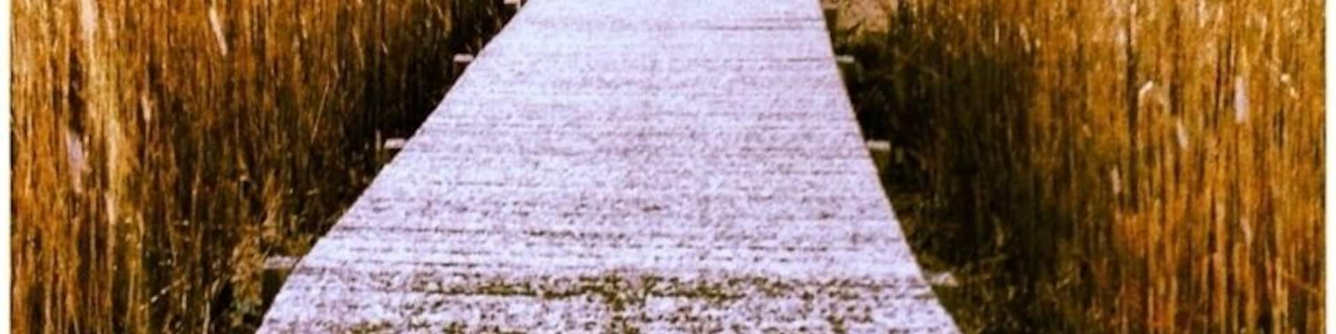 A wooden boardwalk leading through tall grass towards a body of water.