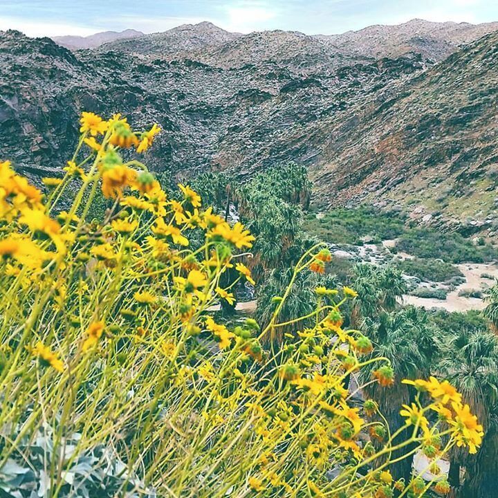 In early February, the first bloom of brittlebrush at Indian Canyon, near Palm Springs, #California, portends a warm, bright spring! 
You can see the verdant canyon below, known for its #oasis of water flowing through green California fan palms and in the #desert. It was 85F today with just a hint of a breeze to cool off Mitch and I.
#hiking 
#wildflowers 
#spring
#RVlife