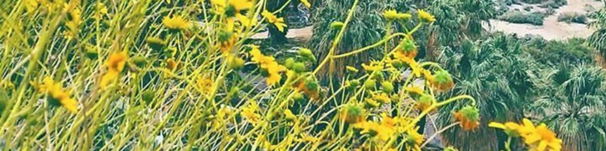 In early February, the first bloom of brittlebrush at Indian Canyon, near Palm Springs, #California, portends a warm, bright spring!
You can see the verdant canyon below, known for its #oasis of water flowing through green California fan palms and in the #desert. It was 85F today with just a hint of a breeze to cool off Mitch and I.
#hiking
#wildflowers
#spring
#RVlife