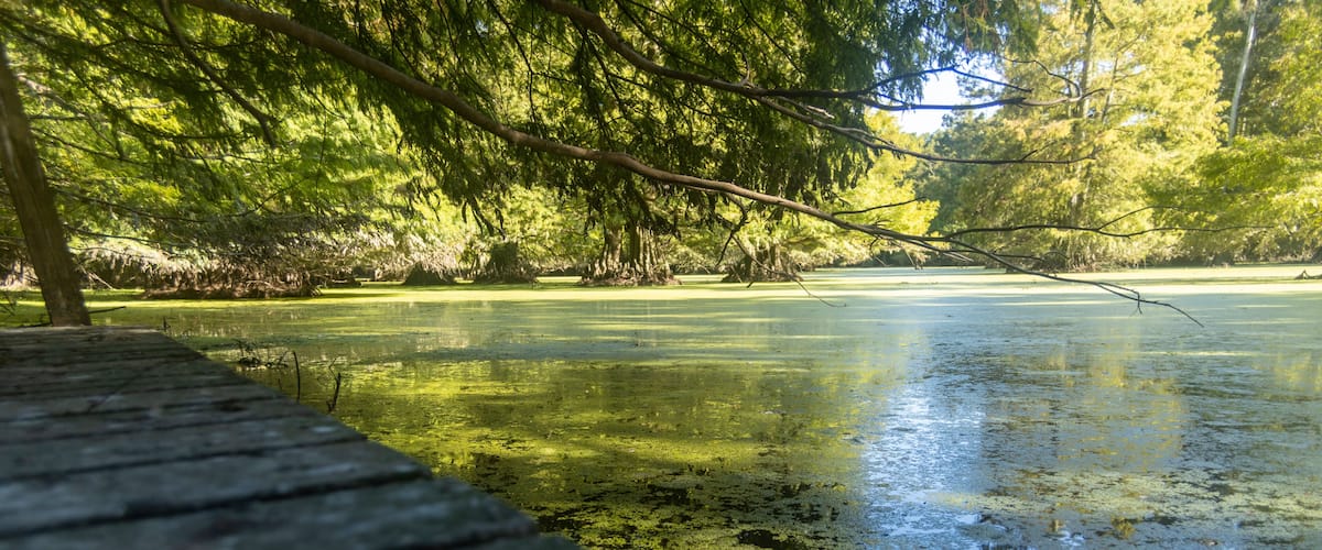 Swamp scene in Louisiana with cypress trees.
