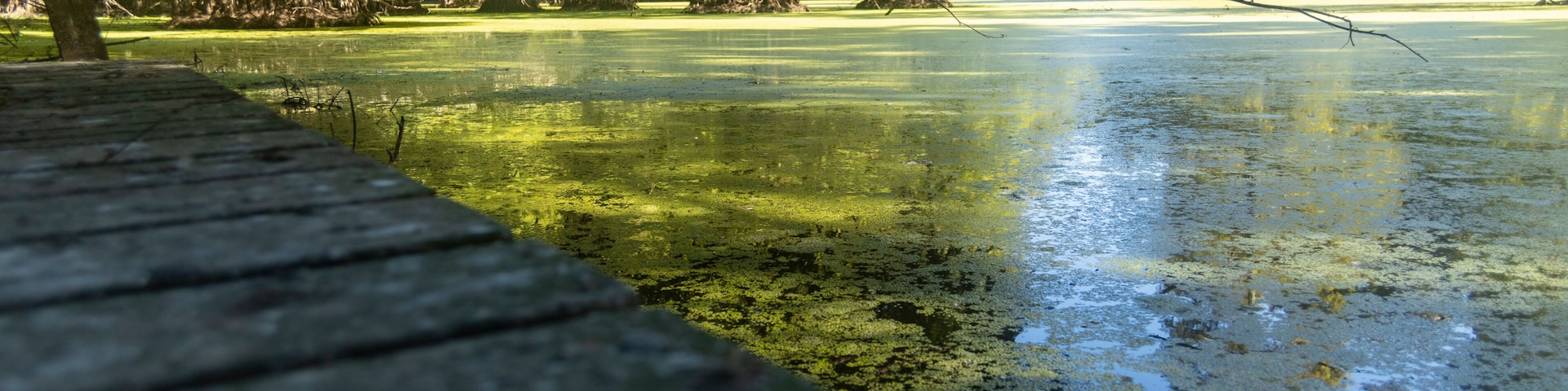 A wooden dock extending over a body of water with green algae, surrounded by trees and a clear sky.
