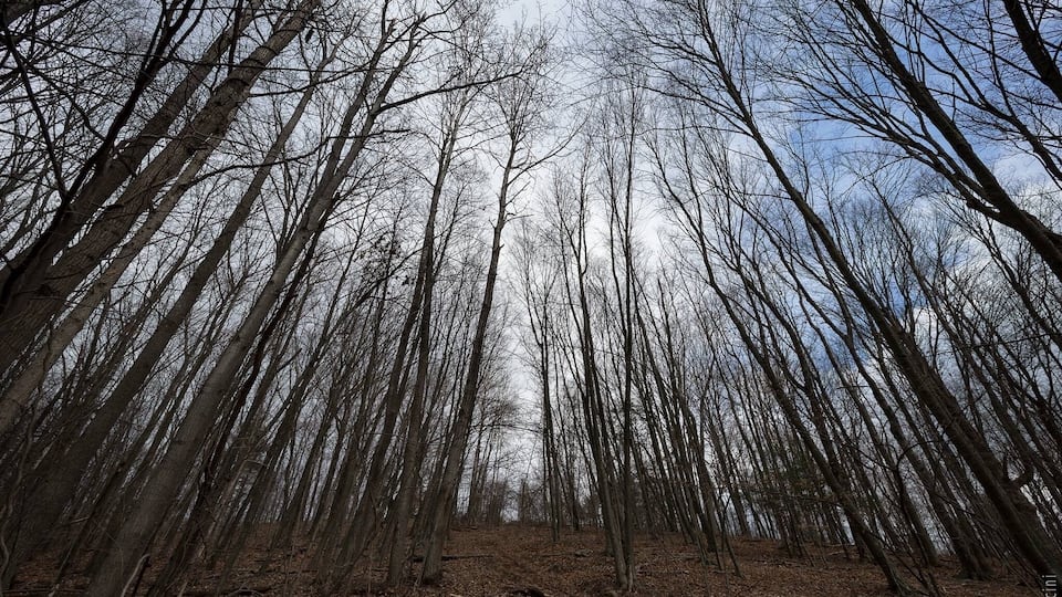 A dense forest with tall, leafless trees and a clear sky.