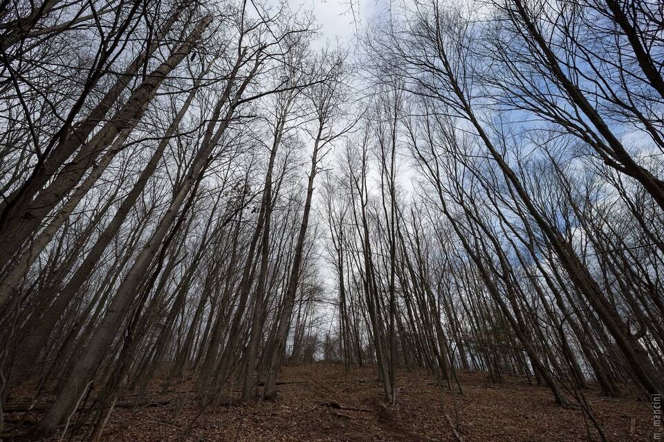 Uma floresta densa com árvores altas e sem folhas, e um céu claro.