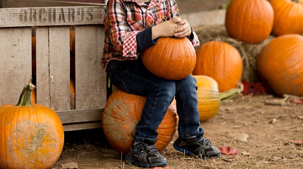 Cute little boy smiling and holiding pumpkin at pumpkin patch