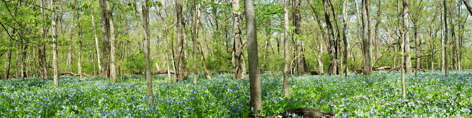 bluebell wild flowers in spring Illinois Canyon Starved Rock State Park Illinois