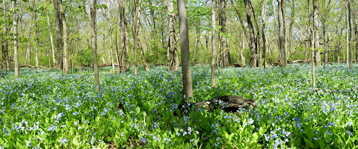 A forest with a carpet of bluebells and tall trees.