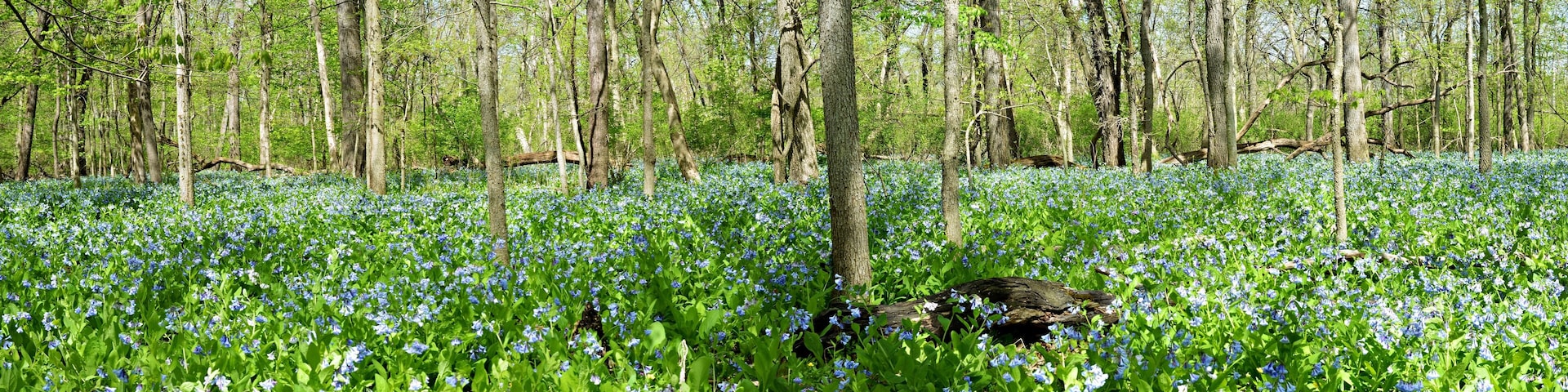 A forest with a carpet of bluebells and tall trees.