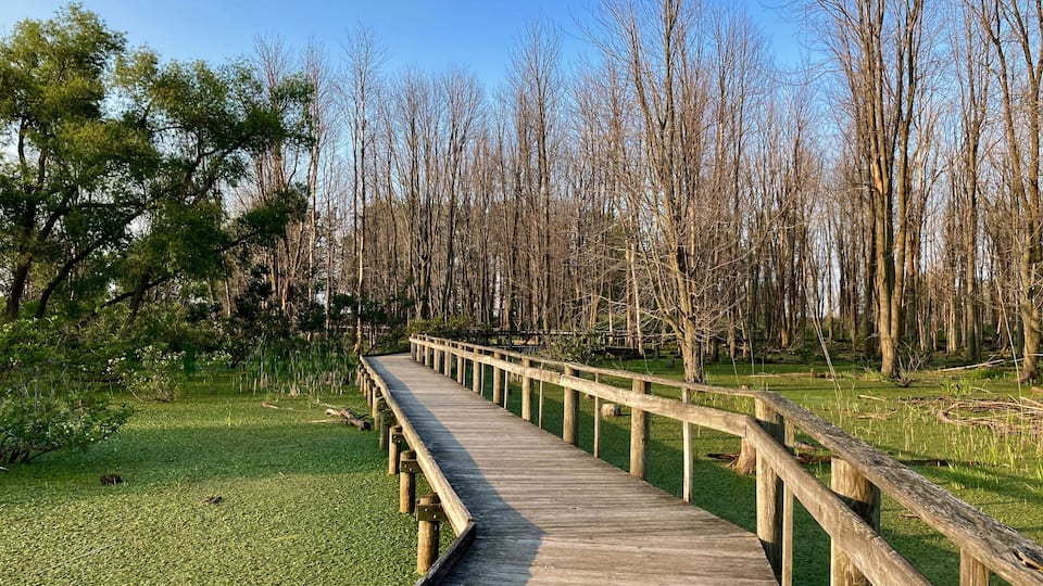 A wooden boardwalk curving through a park with trees and grassy areas.