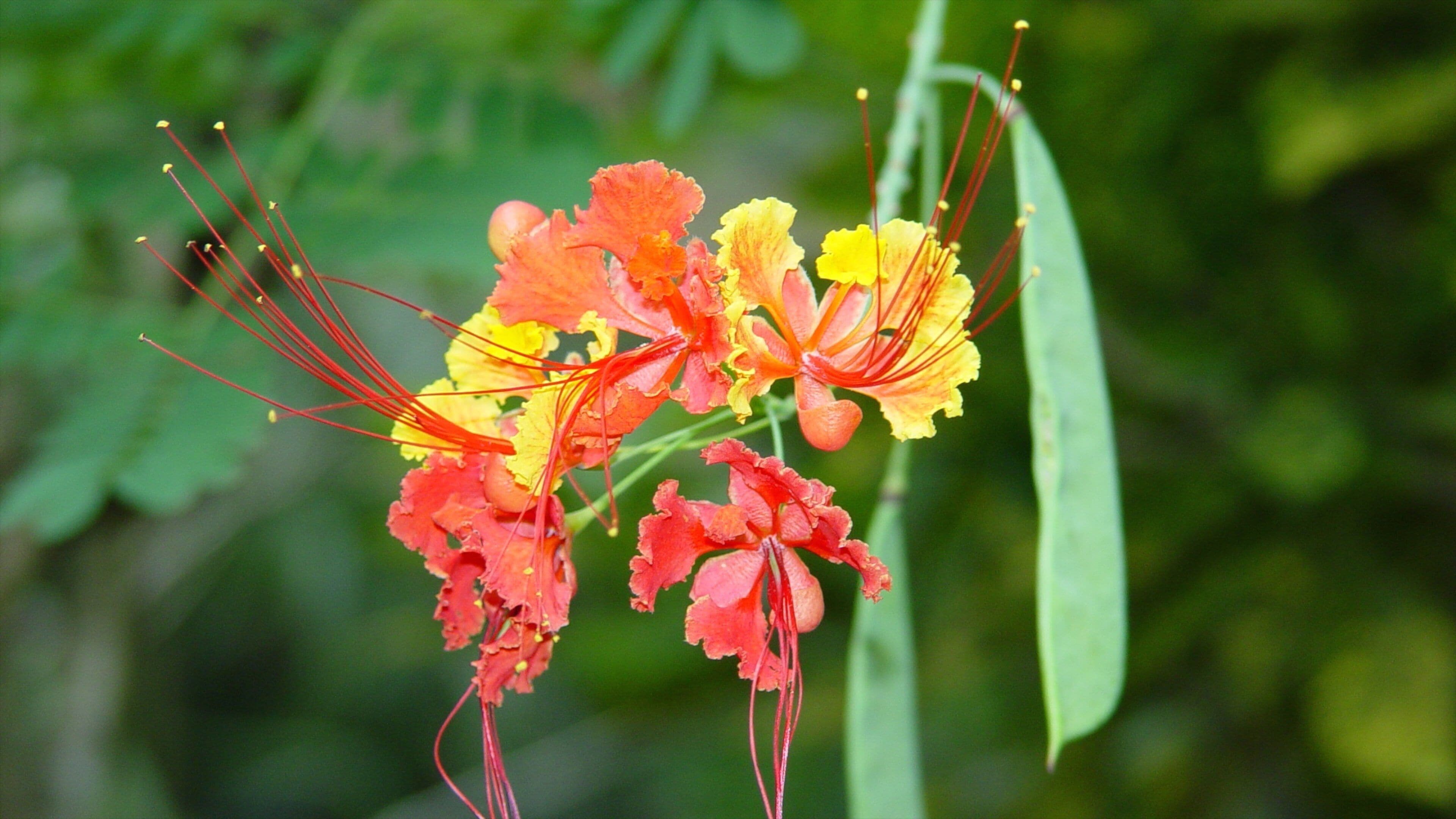 Grenada showing flowers