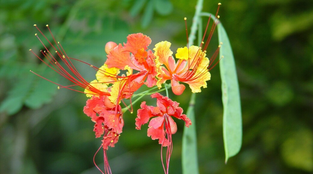 Grenada showing flowers