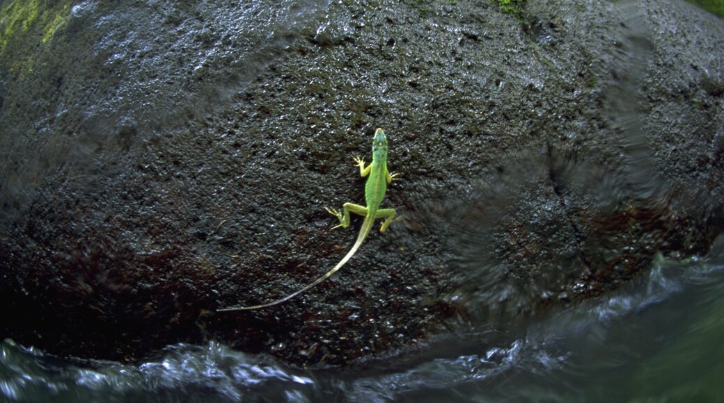 Grenada which includes animals