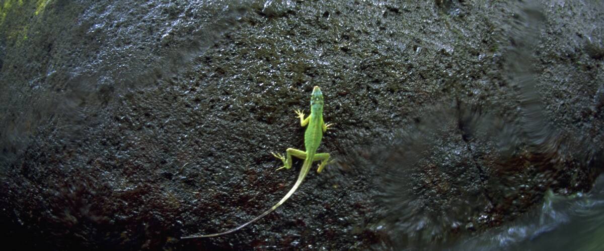 Grenada showing animals
