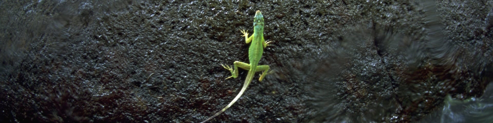 Grenada which includes animals