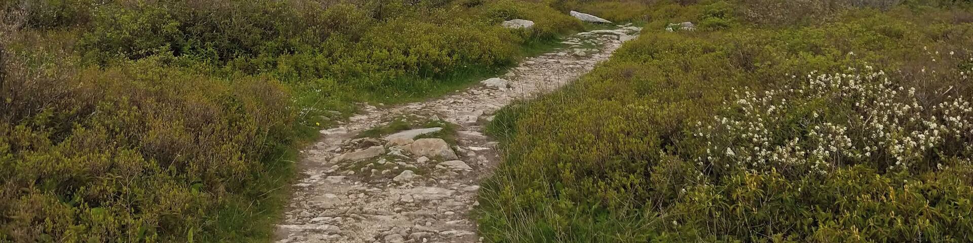 A rocky path through a grassy landscape with hills in the background.
