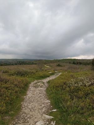The trail from the Bear Rocks Trailhead meanders its way through the high bog that makes up the northern part of the Dolly Sods Wilderness. This was taken at the start of a two day backpacking #adventure.