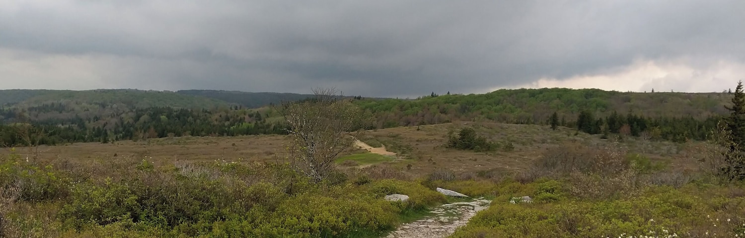 The trail from the Bear Rocks Trailhead meanders its way through the high bog that makes up the northern part of the Dolly Sods Wilderness. This was taken at the start of a two day backpacking #adventure.