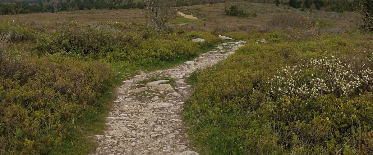A rocky path through a grassy landscape with hills in the background.