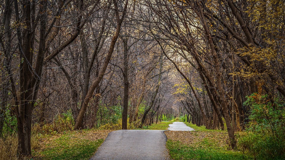 A paved path through a forest with tall trees and fallen leaves.