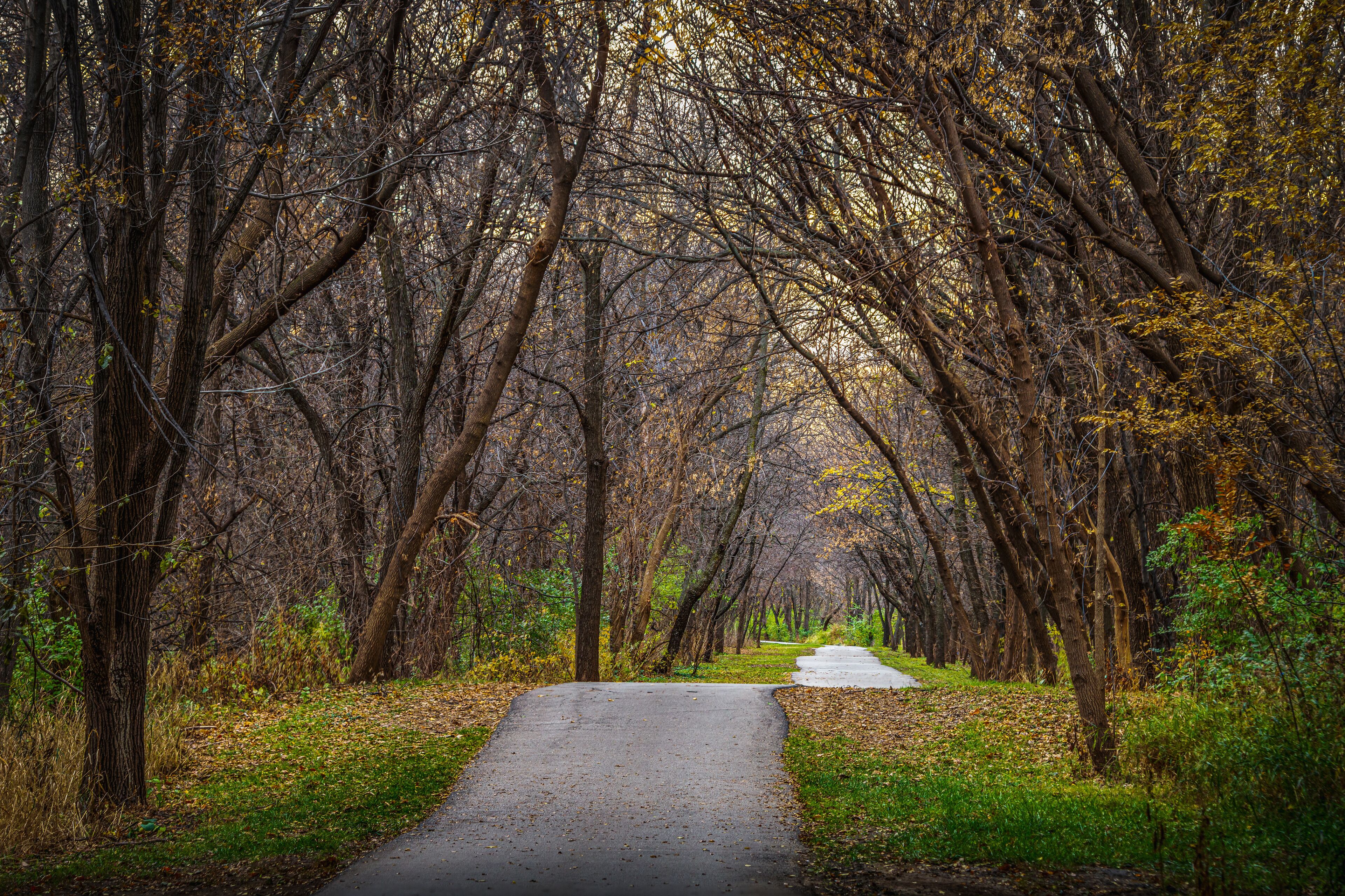 A paved path through a forest with tall trees and fallen leaves.
