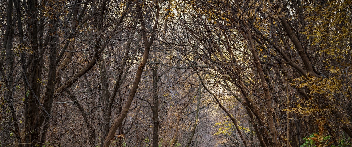 A paved path through a forest with tall trees and fallen leaves.