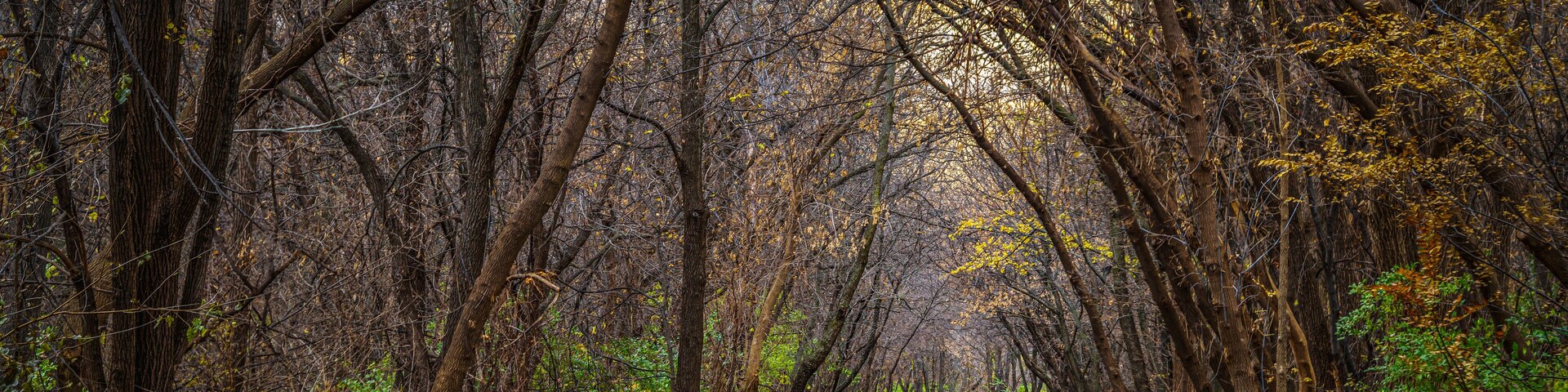 A paved path through a forest with tall trees and fallen leaves.
