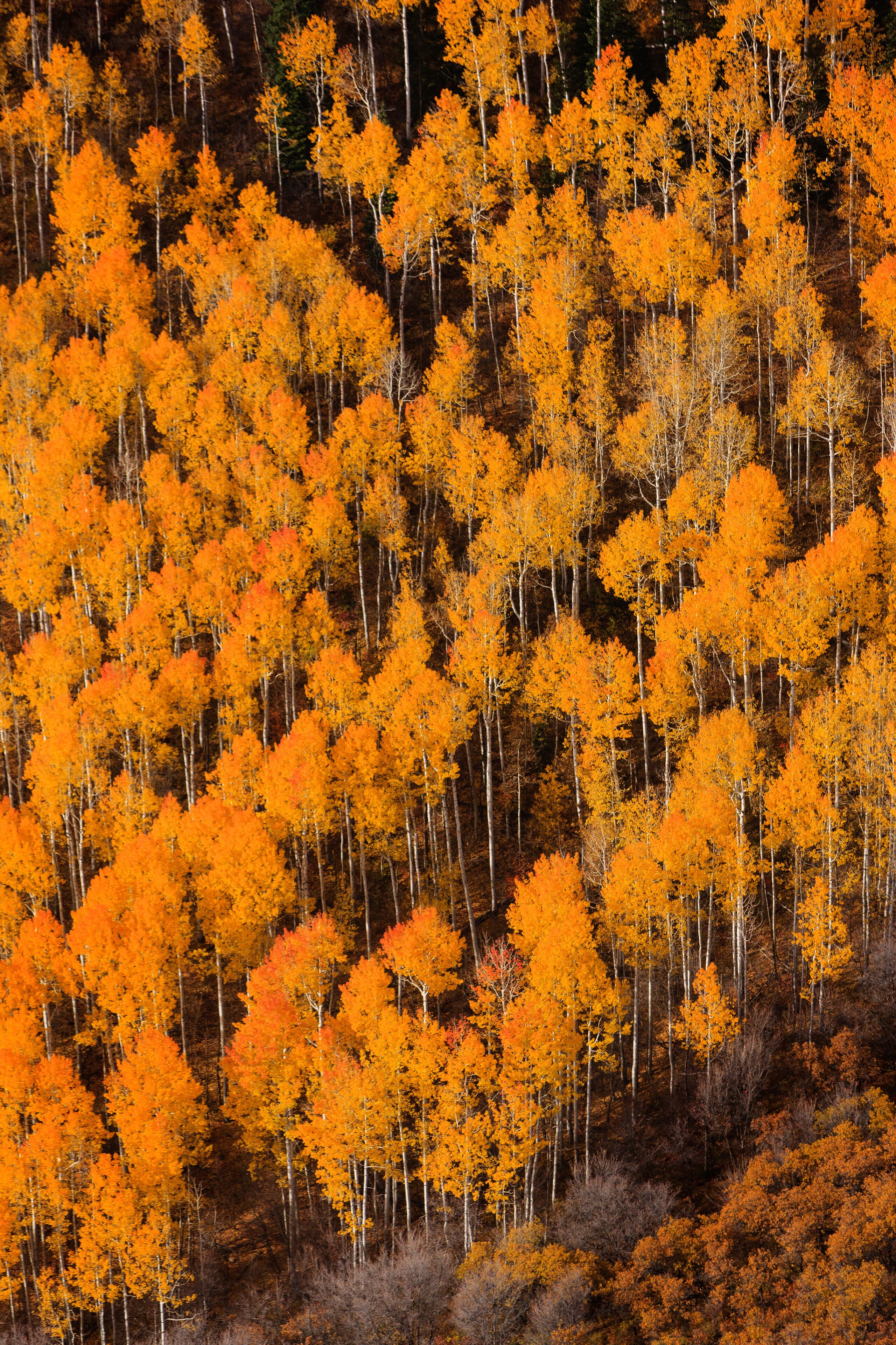 Aspen trees in Spanish Fork Canyon
