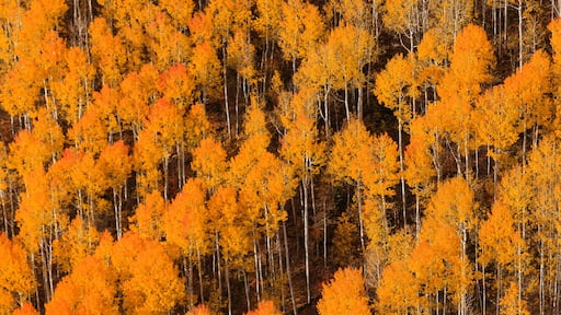 Aspen trees in Spanish Fork Canyon