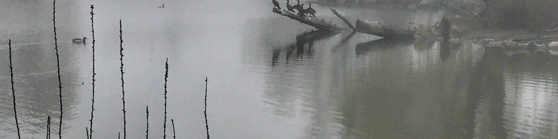The pond at Chinguacousy Park. It’s near the “farm”. It’s home to ducks, a variety of birds, Canada geese and cormorants (seasonal).