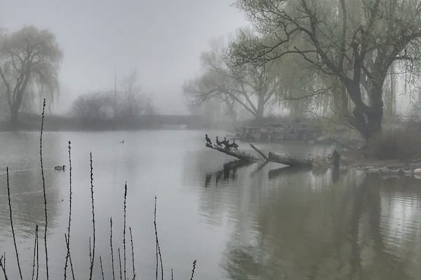 The pond at Chinguacousy Park. It’s near the “farm”. It’s home to ducks, a variety of birds, Canada geese and cormorants (seasonal).